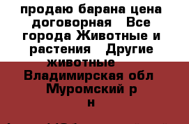 продаю барана цена договорная - Все города Животные и растения » Другие животные   . Владимирская обл.,Муромский р-н